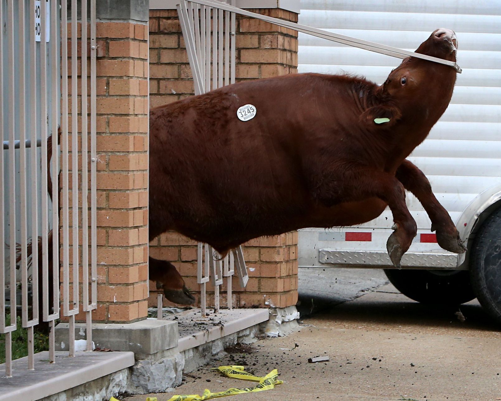Steer breaks for freedom